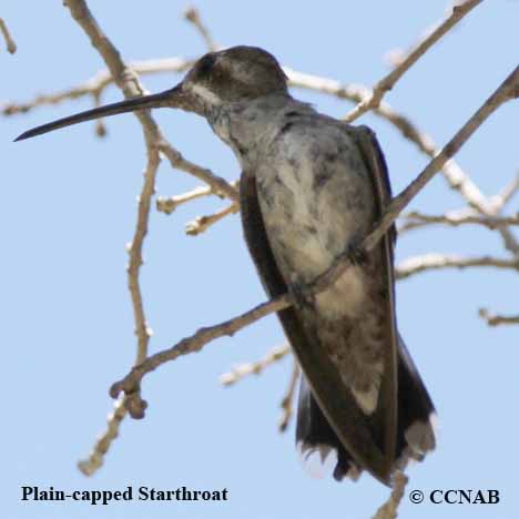 Birds of North America