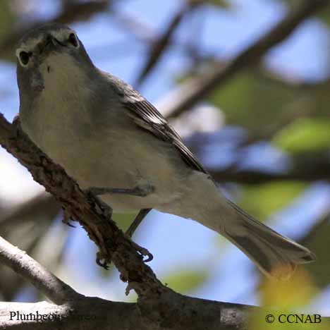 Birds of North America