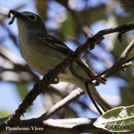 Birds of North America