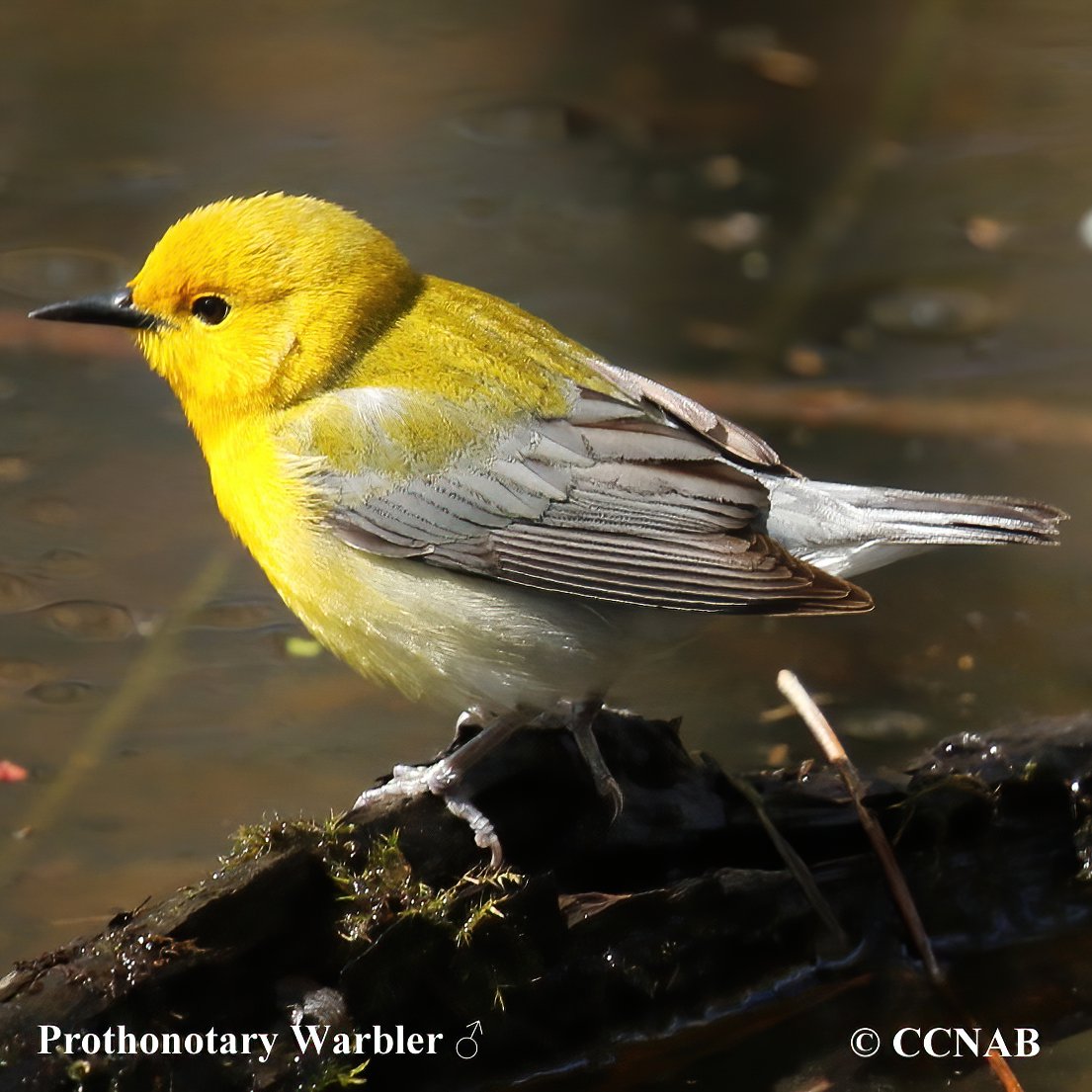 Birds of North America