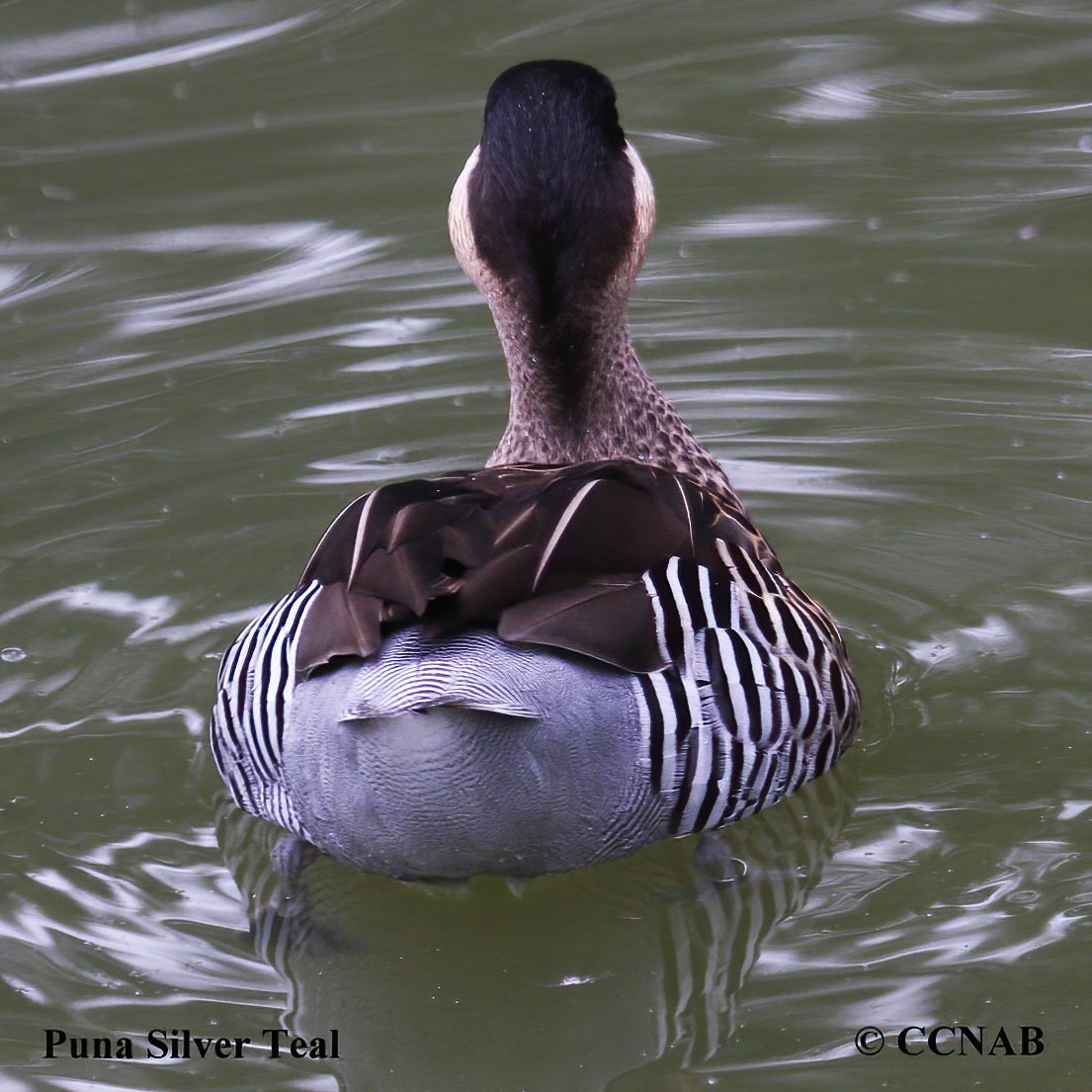 Silver Teal