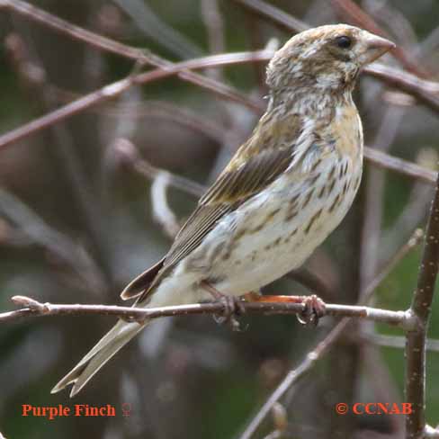 Birds of North America
