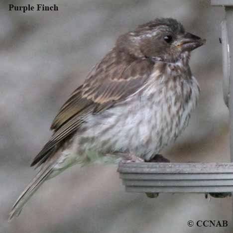 Birds of North America
