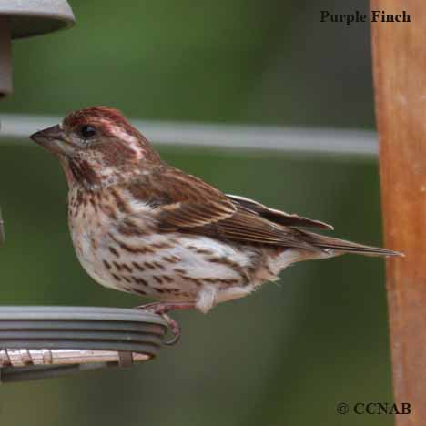 Birds of North America