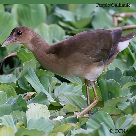 Birds of North America