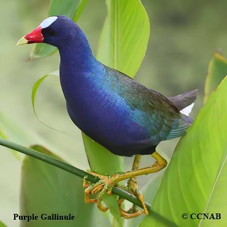 Birds of North America