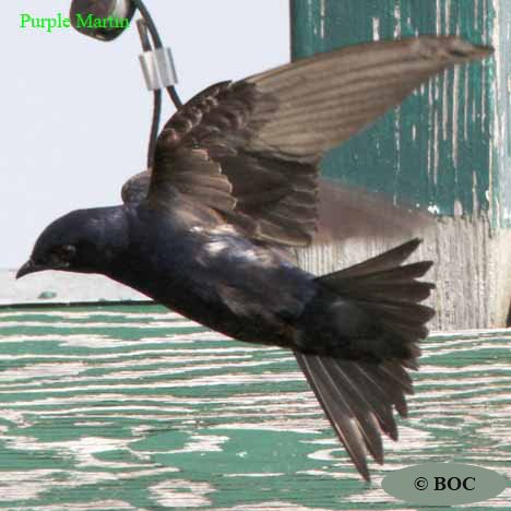 Birds of North America