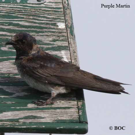 Birds of North America