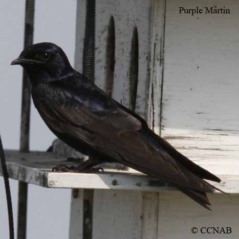 North American Martins