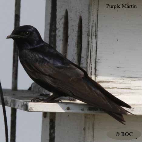 North American Martins