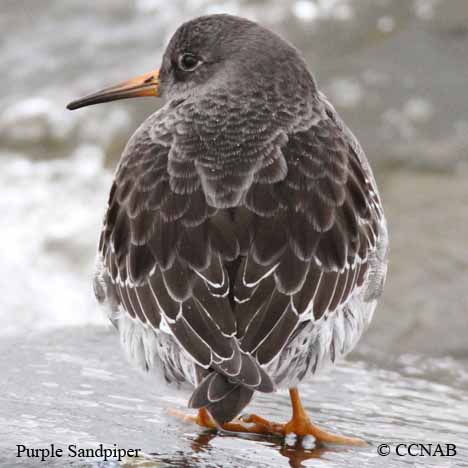 Birds of North America