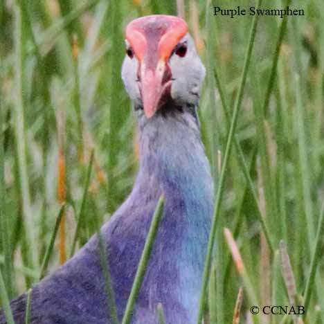 Birds of North America