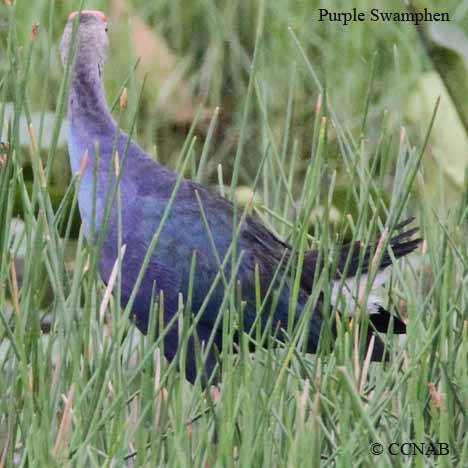 Birds of North America