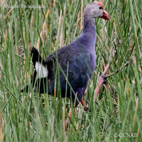 Birds of North America