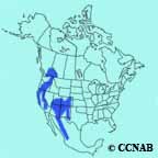 Pygmy Nuthatch range map