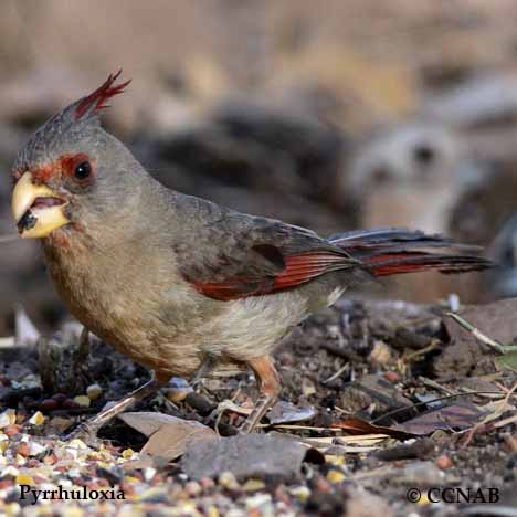 Birds of North America