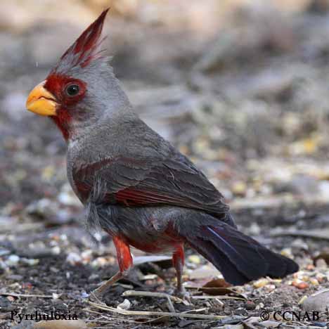 Birds of North America