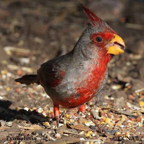 Birds of North America
