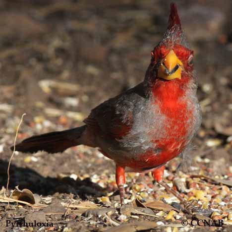 Pyrrhuloxia