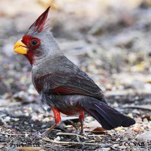 Birds of North America