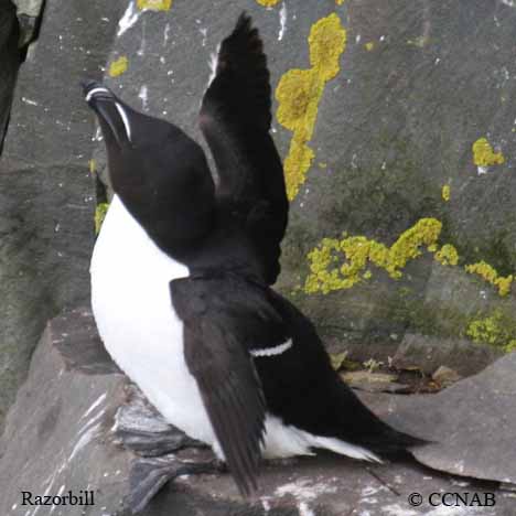 Razorbill