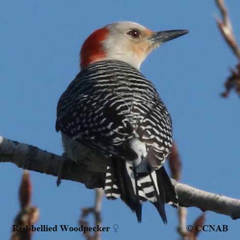 Birds of North America