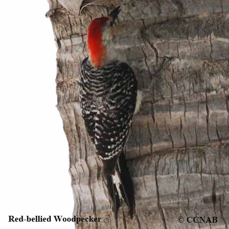 Birds of North America