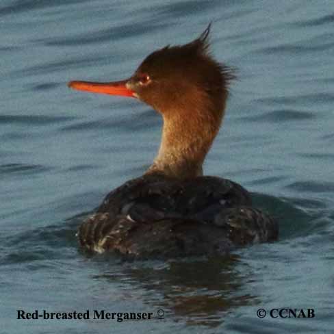 Birds of North America