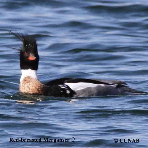 Birds of North America