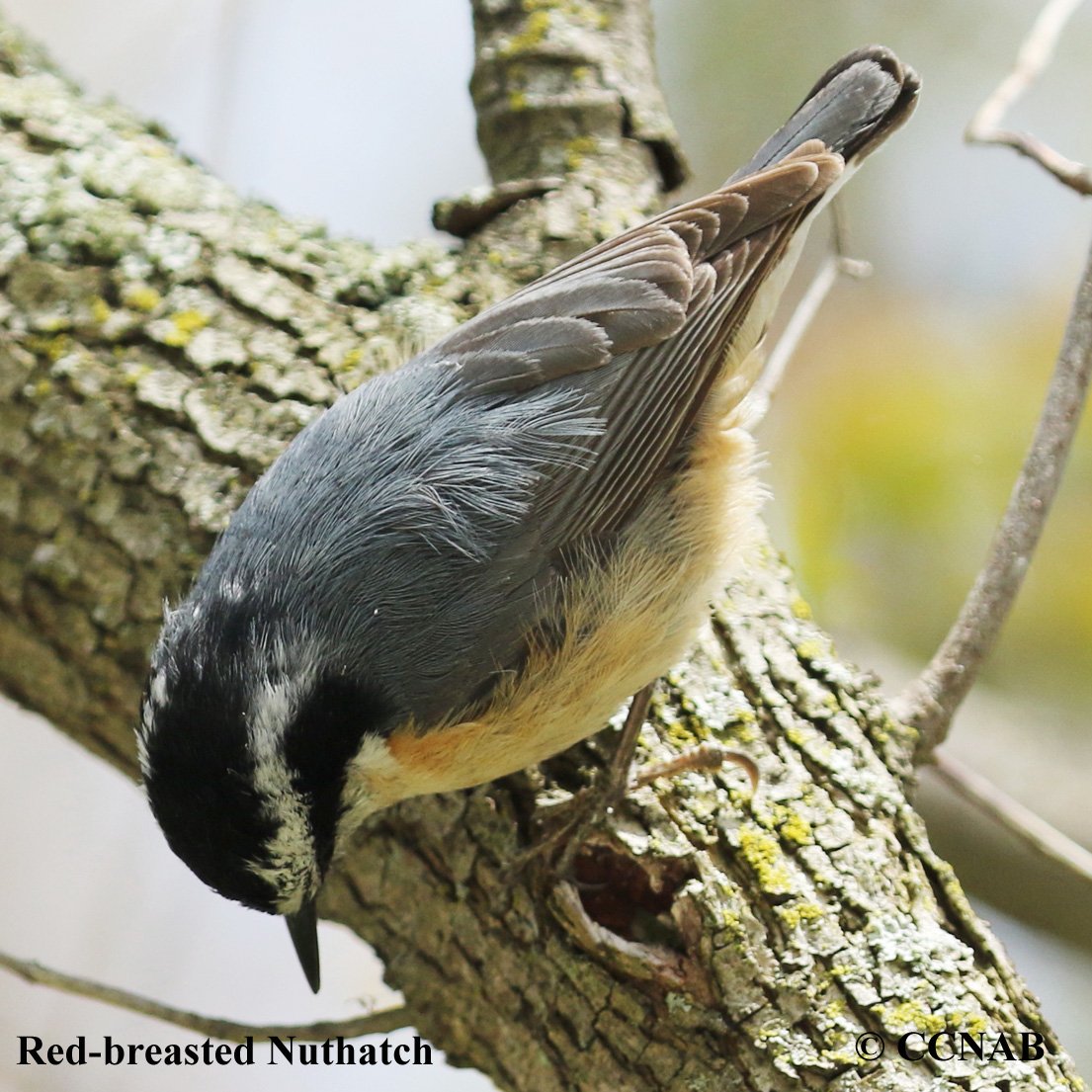 Birds of North America