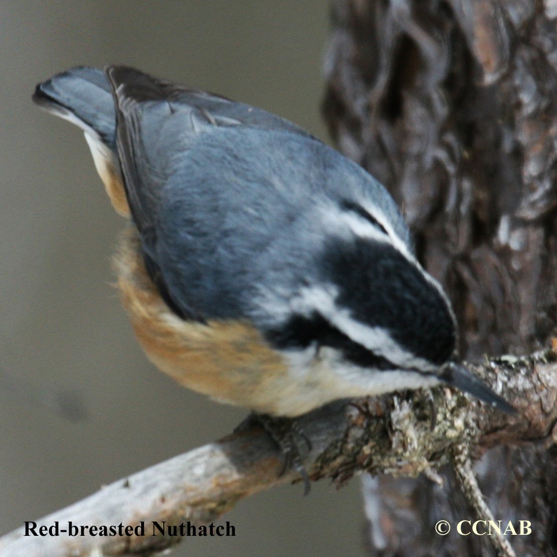 Birds of North America