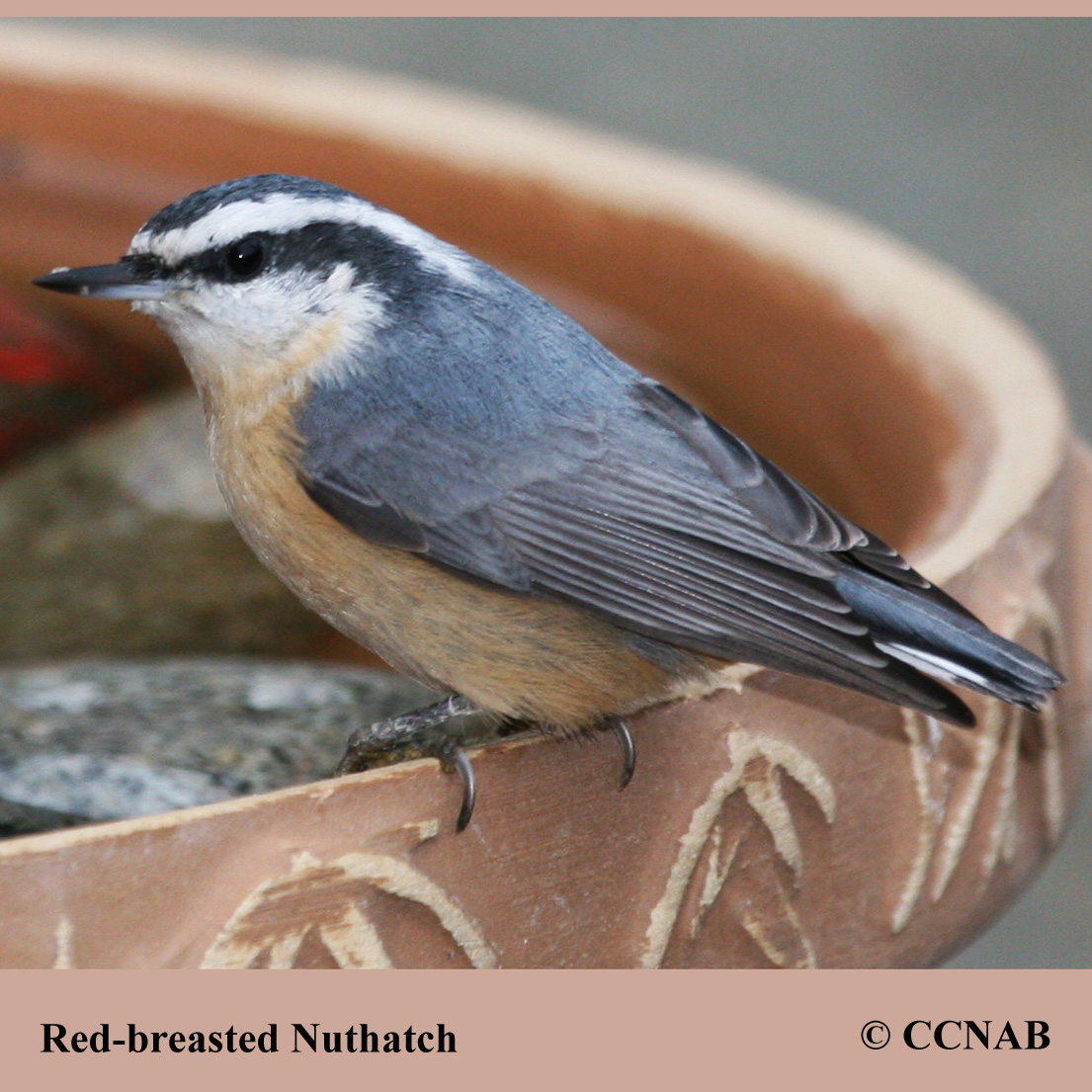 North American Nuthatchs