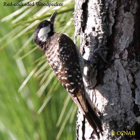 North American Woodpeckers