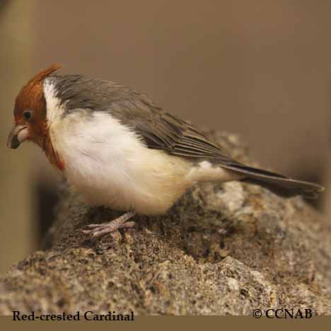 Red-crested Cardinal