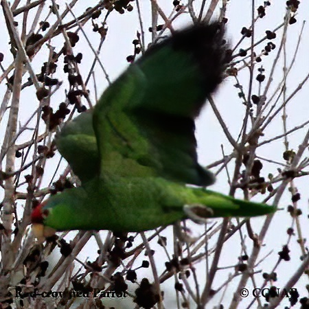 Birds of North America