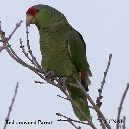 Birds of North America