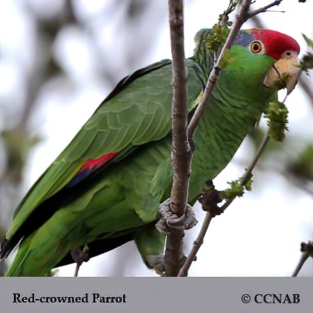 Birds of North America