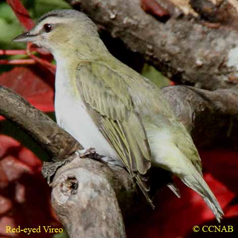 Birds of North America