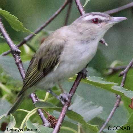 Birds of North America