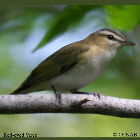Birds of North America