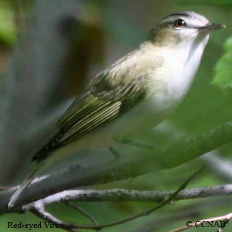North American Vireos