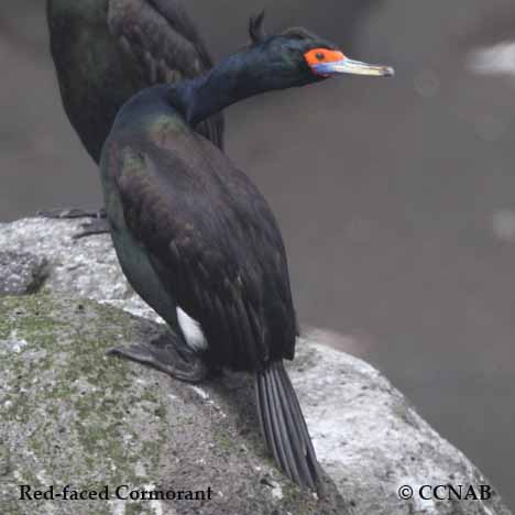 Birds of North America