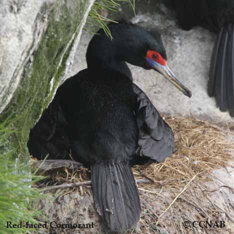 Birds of North America
