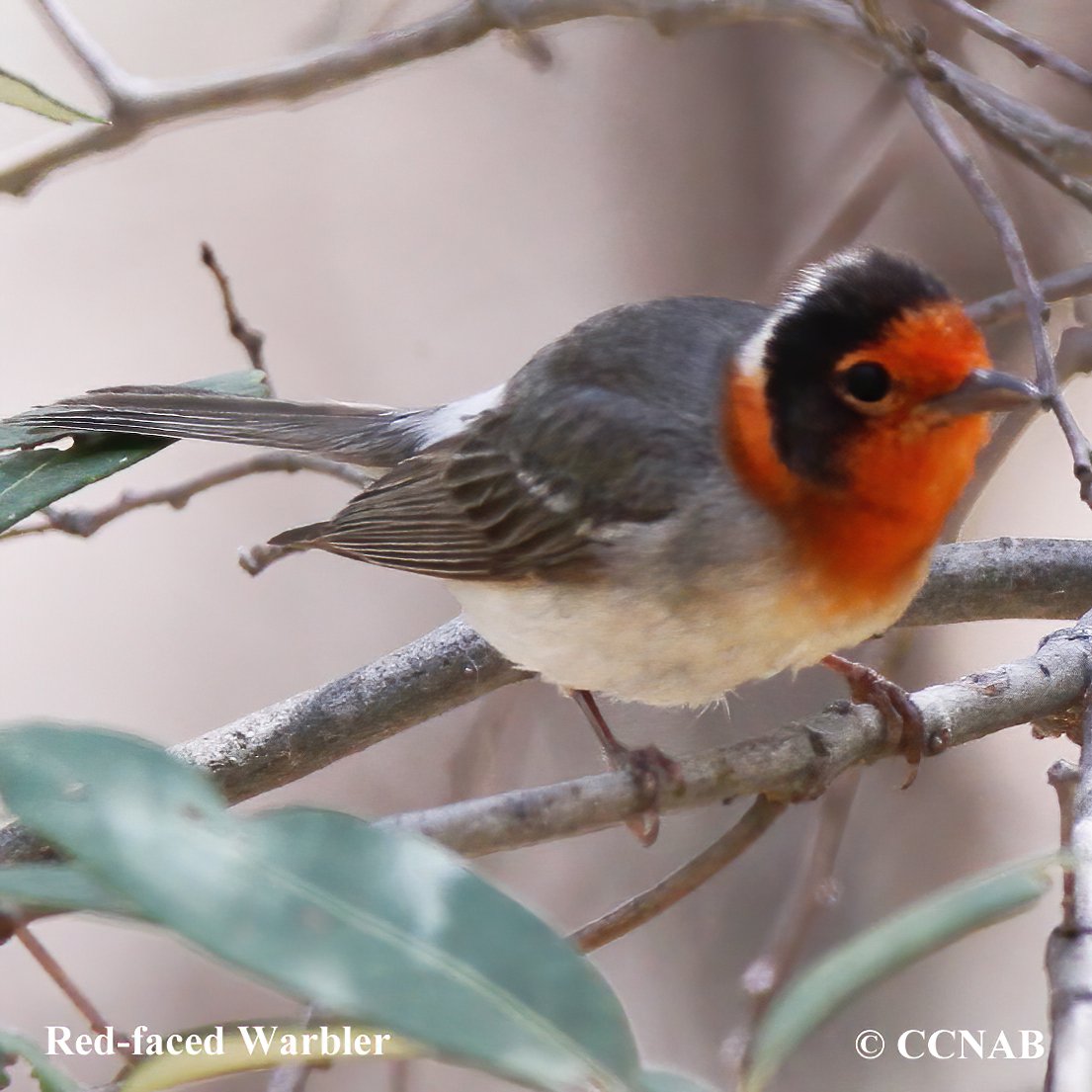 Birds of North America