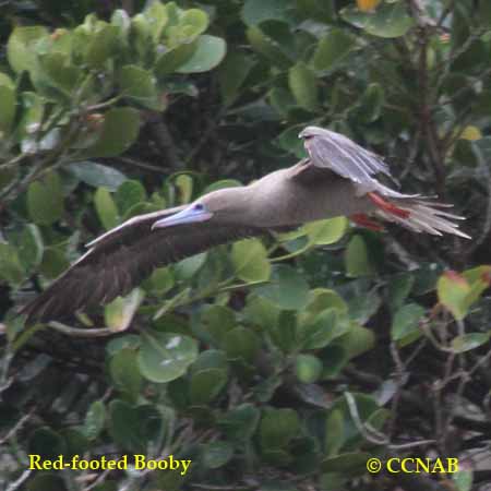 Birds of North America