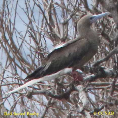 Birds of North America
