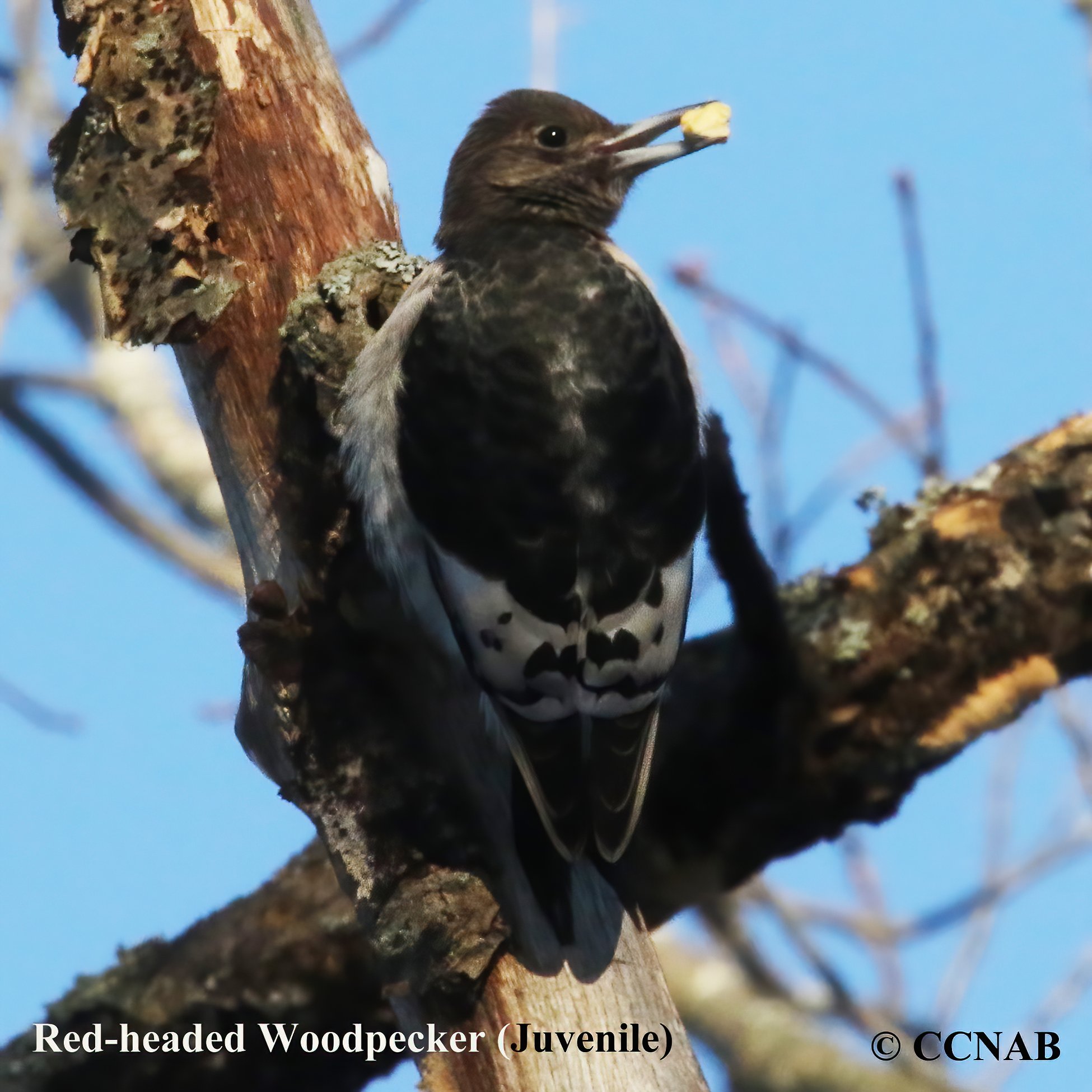 Birds of North America