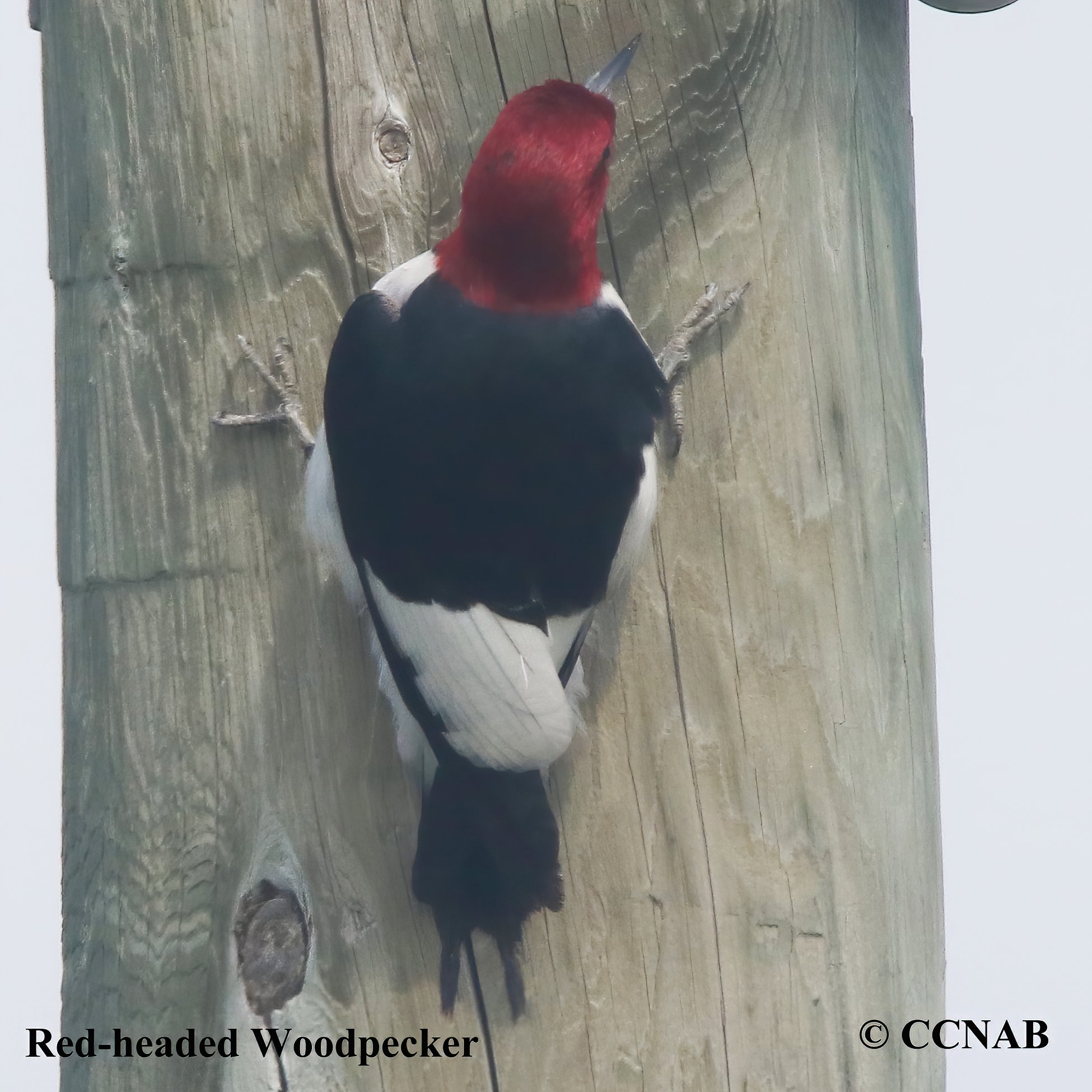 Birds of North America