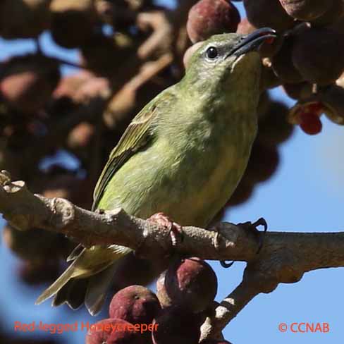 Birds of North America