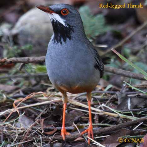 Birds of North America